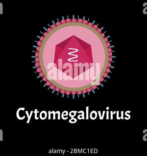 Cytamegalovirus-Struktur. Virusinfektion Zytomegalovirus. Sexuell übertragbare Krankheiten. Infografiken. Vektordarstellung auf isoliertem Hintergrund. Stock Vektor