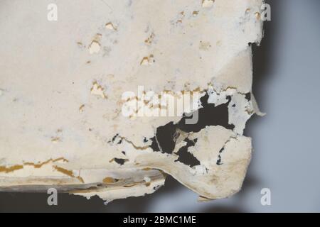 Papier mit Silberfisch verschluckt. Spuren von zertrümmert Silberfisch auf Vinyl-Umschlägen. Lepisma Stockfoto