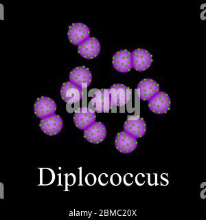 Struktur der Diplokokken. Bakterien Diplococcus. Infografiken. Vektorgrafik auf isoliertem Hintergrund Stock Vektor