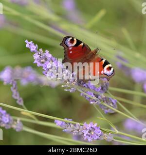 Ein Pfauenfalter, auch bekannt als europäischer Pfauenfalter, (Aglais io), der auf Lavendel in Mayfield Lavender Farm, Banstead, England, ruht Stockfoto