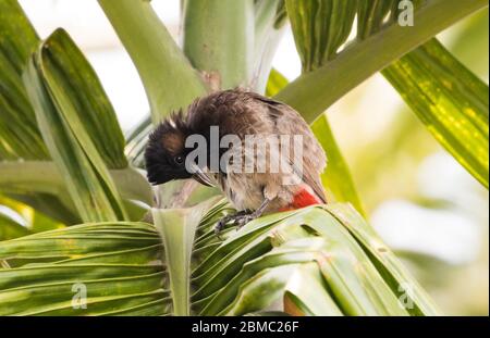 Bulbul auf dem Baum Stockfoto