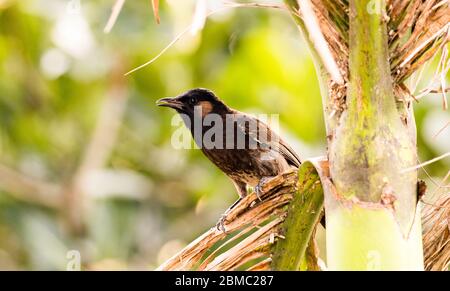 Bulbul auf dem Baum Stockfoto