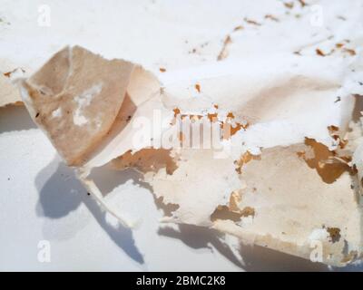 Papier mit Silberfisch verschluckt. Spuren von zertrümmert Silberfisch auf Vinyl-Umschlägen. Lepisma Stockfoto