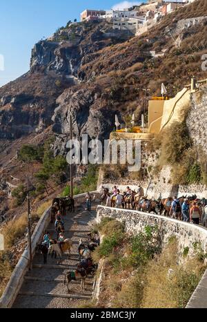 Esel und Maultiere tragen schwere Lasten und von Touristen gemietet, um sie von den Docks die steilen Stufen nach Fira, Santorini, Griechenland zu nehmen Stockfoto