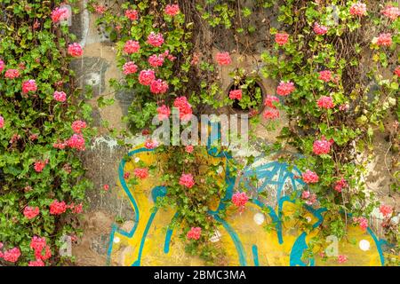 Blumen an der bunten Wand. Bekannt für seine bunten Häuser, die Touristen aus der ganzen Welt anziehen. Stockfoto