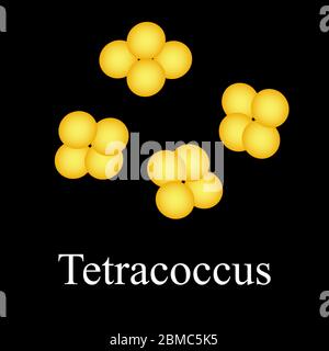 Tetraccoci-Struktur. Bakterien Tetrakokken. Infografiken. Vektorgrafik auf isoliertem Hintergrund. Stock Vektor