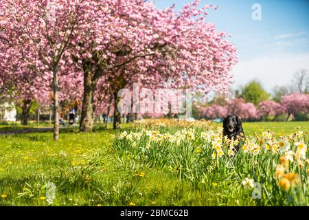 WETTER - atemberaubende Ausstellungen für Kirschblüten in heller Frühlingssonne draußen auf der Streu in Harrogate - Bild-Datum Sonntag, 8. Mai 2016 (Harrogate, Norden Stockfoto