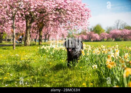 WETTER - atemberaubende Ausstellungen für Kirschblüten in heller Frühlingssonne draußen auf der Streu in Harrogate - Bild-Datum Sonntag, 8. Mai 2016 (Harrogate, Norden Stockfoto