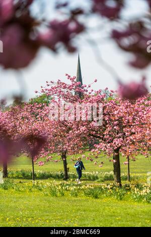 WETTER - atemberaubende Ausstellungen für Kirschblüten in heller Frühlingssonne draußen auf der Streu in Harrogate - Bild-Datum Sonntag, 8. Mai 2016 (Harrogate, Norden Stockfoto