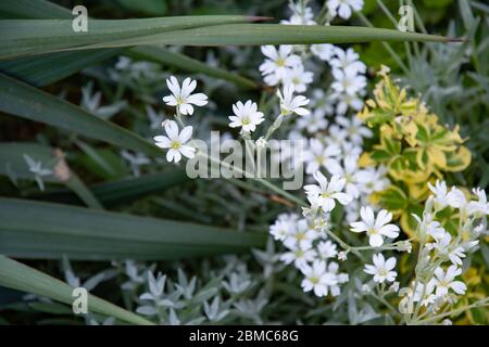 Ein Bündel von winzigen weißen Blüten inmitten üppiger, verschiedenster Blätter und Sukkulenten auf dem Blumenbeet der Alpenrutsche im Garten. Pflanzliche Textur von Gartenpflanzen und fl Stockfoto