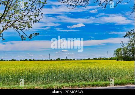 Blick über ein Rapsfeld bei Berlin Richtung Flughafen Berlin-Schönefeld. Stockfoto