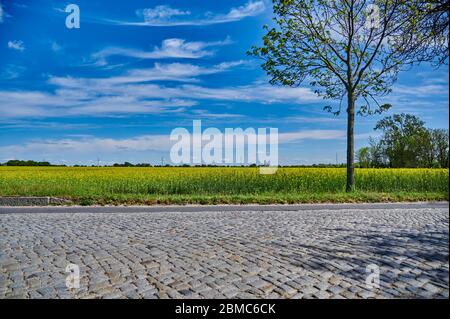 Blick über eine ländliche Kopfsteinpflasterstraße und ein Rapsfeld in der Nähe von Berlin in Richtung Flughafen Berlin-Schönefeld. Stockfoto