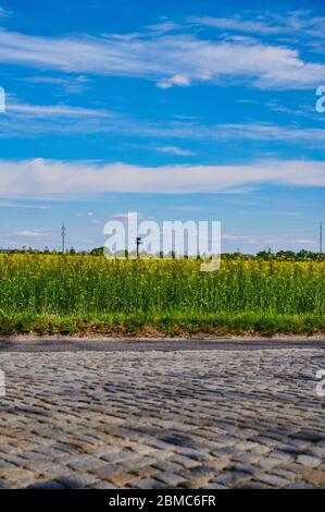 Blick über eine ländliche Kopfsteinpflasterstraße und ein Rapsfeld in der Nähe von Berlin in Richtung Flughafen Berlin-Schönefeld. Stockfoto