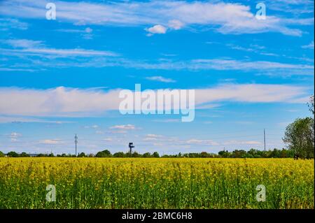 Blick über ein Rapsfeld bei Berlin Richtung Flughafen Berlin-Schönefeld. Stockfoto