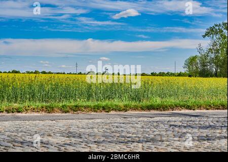 Blick über eine ländliche Kopfsteinpflasterstraße und ein Rapsfeld in der Nähe von Berlin in Richtung Flughafen Berlin-Schönefeld. Stockfoto