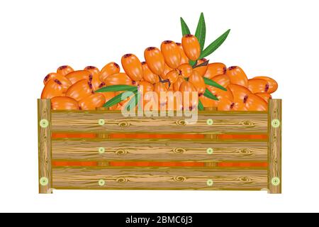 Sanddorn in der Schachtel isoliert auf weißem Hintergrund. Kiste von saftigem Sanddorn. Öko Bauernhof, Markt, Transport. Etikett, Paket, Banner, Symbol.Vektor Stock Vektor