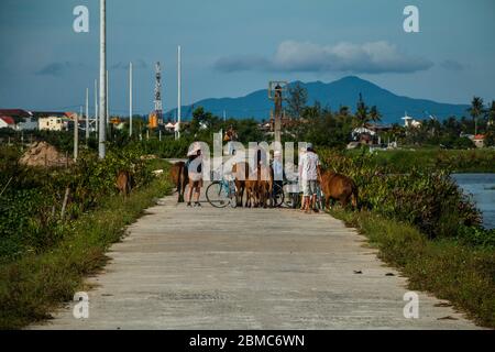 Touristen fotografieren Kühe in der ländlichen Gegend von Hoi an, Vietnam Stockfoto