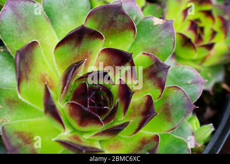 Leicht gewachsen Sempervivum Tectorum, auch bekannt als Hühner und Küken Pflanze, eine der Naturen winterhart Sukkulenten Pflanzen mit geometrisch wachsenden Blättern. 1 Stockfoto