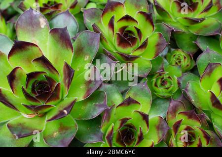 Leicht gewachsen Sempervivum Tectorum, auch bekannt als Hühner und Küken Pflanze, eine der Naturen winterhart Sukkulenten Pflanzen mit geometrisch wachsenden Blättern. -02 Stockfoto