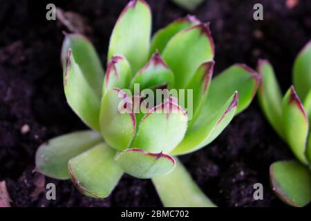 Leicht gewachsen Sempervivum Tectorum, auch bekannt als Hühner und Küken Pflanze, eine der Naturen winterhart Sukkulenten Pflanzen mit geometrisch wachsenden Blättern. -03 Stockfoto