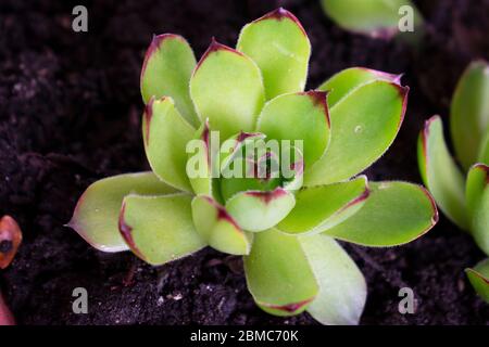 Leicht gewachsen Sempervivum Tectorum, auch bekannt als Hühner und Küken Pflanze, eine der Naturen winterhart Sukkulenten Pflanzen mit geometrisch wachsenden Blättern. -04 Stockfoto