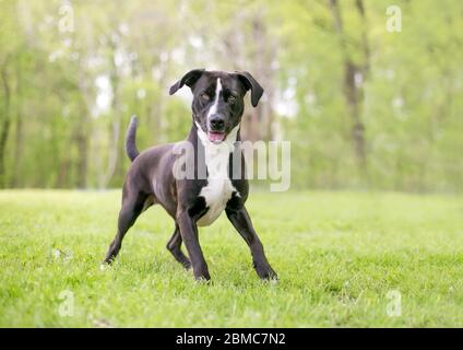 Ein schwarz-weißer Pit Bull Terrier Mischlingshund mit großen Floppy-Ohren, die in einer spielerischen Haltung stehen Stockfoto