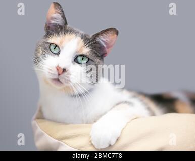 Eine Dilute Calico Hauskatze, die sich in einem Katzenbett entspannt und mit einem neugierigen Ausdruck den Kopf kippt Stockfoto