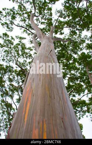 Blick auf den Hawaiianischen Regenbogen Eukalyptus Stockfoto