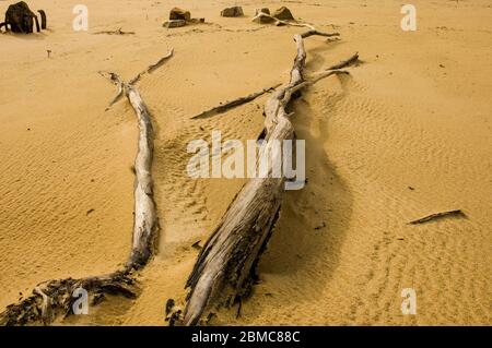 Landschaftlich schöne Aussicht mit abgestorbenen Bäumen Stockfoto