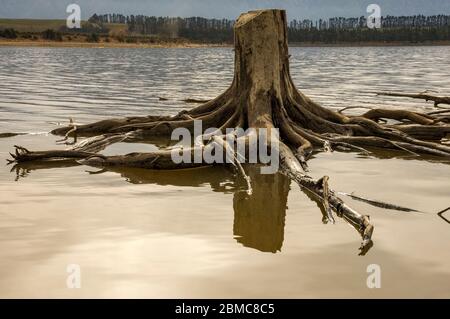 Landschaftlich schöne Aussicht mit abgestorbenen Bäumen Stockfoto