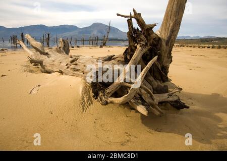 Landschaftlich schöne Aussicht mit abgestorbenen Bäumen Stockfoto