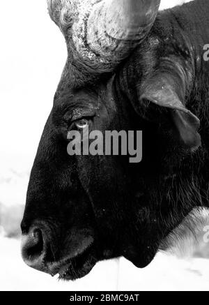 Nahaufnahme von wildem indischen Bisons Gesicht. Indisches Bison oder Gaur Gesicht isoliert auf weißem Hintergrund. Stockfoto