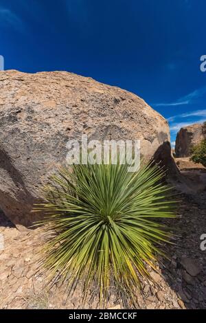 Desert Löffel, alias Sotol, Dasylirion wheeleri, wächst in den Spitzen des City of Rocks State Park, zwischen Silver City und Deming in der Chih Stockfoto