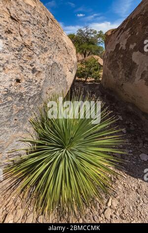 Desert Löffel, alias Sotol, Dasylirion wheeleri, wächst in den Spitzen des City of Rocks State Park, zwischen Silver City und Deming in der Chih Stockfoto