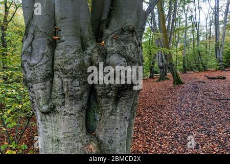 Stamm der bestäubten Buche in Epping Forest, Essex, England, Vereinigtes Königreich Großbritannien Stockfoto