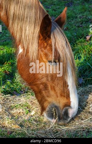 Kastanienpferd auf Weide grasen Stockfoto