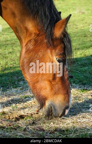 Bay Pferd grasen auf Weide Stockfoto