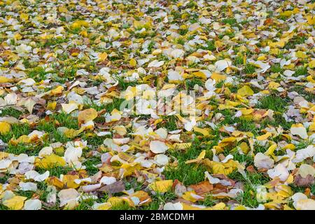 Gefallenen Blätter im Herbst im Park Stockfoto