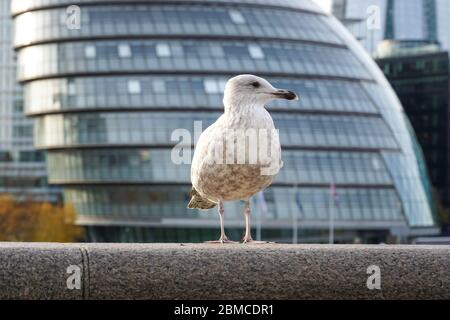 Juvenile Heringsmöwe in London, England Vereinigtes Königreich Großbritannien Stockfoto