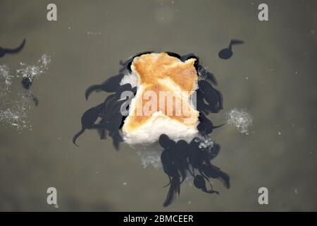 Kaulquappen essen das Stück Brot in der natürlichen Umgebung des Passer Fritz Teiches in Meran, Italien. Frühling 2020. Schönheit in der Natur. Stockfoto