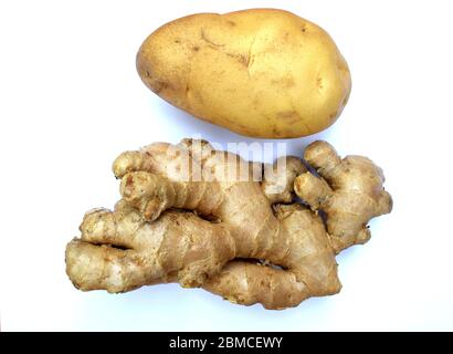 Große große große große frische Ingwerwurzel Rhizome roh und Kartoffelwurzel Gemüse auf weißem Hintergrund Stockfoto