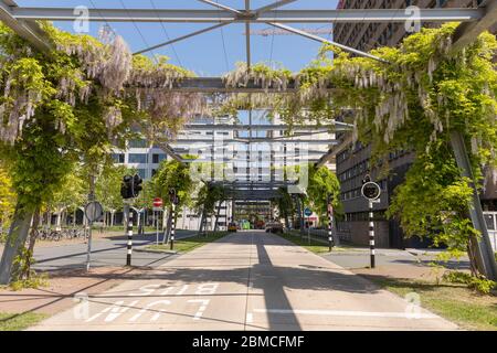 An einem sonnigen Tag und blauem Himmel hängen Glyzinienblumen über einer großen Metallkonstruktion im Industriegebiet Strijp S in Eindhoven. Rosa Blüten Stockfoto