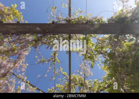 An einem sonnigen Tag und blauem Himmel hängen Glyzinienblumen über einer großen Metallkonstruktion im Industriegebiet Strijp S in Eindhoven. Rosa Blüten Stockfoto