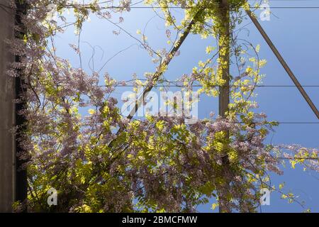 An einem sonnigen Tag und blauem Himmel hängen Glyzinienblumen über einer großen Metallkonstruktion im Industriegebiet Strijp S in Eindhoven. Rosa Blüten Stockfoto