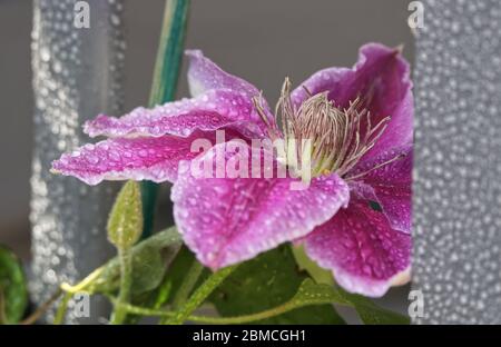 Clematis mit Wassertröpfchen Stockfoto