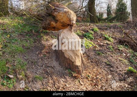 Die Wirkung der Biberfamilie auf das Flussufer. Ein gefallener Baum. Stockfoto