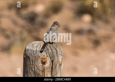 Canyon Towhee, Melozone fusca, im City of Rocks State Park, zwischen Silver City und Deming in der Chihuahuan Wüste, New Mexico, USA Stockfoto