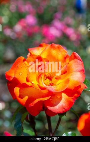 Orange und gelbe Rose in einem Garten mit rosa und lila Blüten im Hintergrund Stockfoto