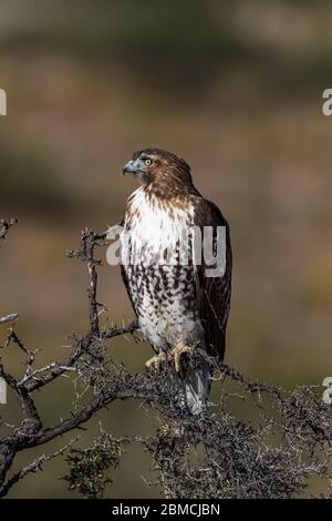 Rotschwanzhake, Buteo jamaicensis, juvenile thront im City of Rocks State Park, zwischen Silver City und Deming in der Chihuahuan Wüste, New Stockfoto