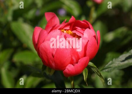 Paeonia Coral Magic. Halbdoppelte rosa Pfingstrose. Im Garten blüht ein wunderschöner Korallen-Pfingstrose. Stockfoto